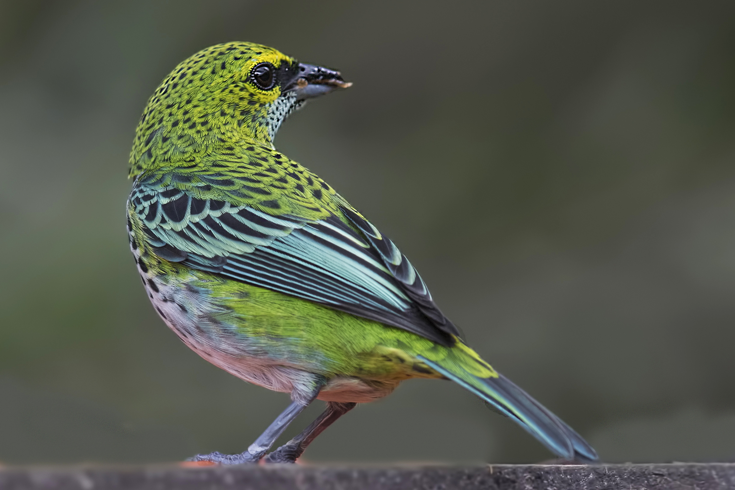 Speckled Tanager